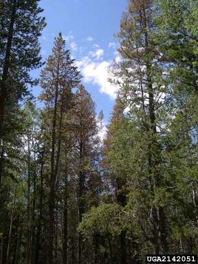 mountain pine beetle (Dendroctonus ponderosae ) on lodgepole pine (Pinus contorta ) - 2142051