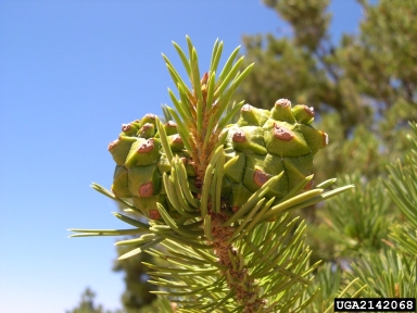 two needle pinyon, Pinus edulis  (Pinales: Pinaceae) - 2142068