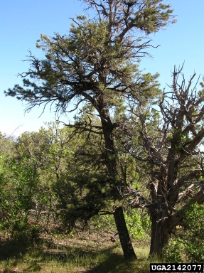 pinyon dwarf mistletoe (Arceuthobium divaricatum ) on two needle pinyon (Pinus edulis ) - 2142077