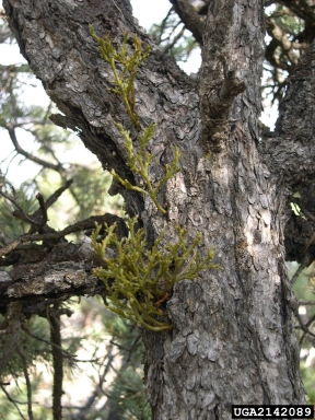 pinyon dwarf mistletoe (Arceuthobium divaricatum ) on two needle pinyon (Pinus edulis ) - 2142089