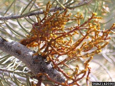 pinyon dwarf mistletoe (Arceuthobium divaricatum ) on singleleaf pinyon (Pinus monophylla ) - 2142090