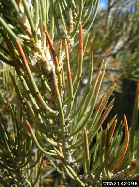 pinyon needle scale (Matsucoccus acalyptus ) on singleleaf pinyon (Pinus monophylla ) - 2142096