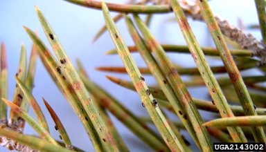 pinyon needle scale (Matsucoccus acalyptus ) on singleleaf pinyon (Pinus monophylla ) - 2143002