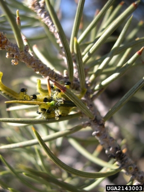 pinyon sawfly (Neodiprion edulicolus ) on singleleaf pinyon (Pinus monophylla ) - 2143003