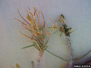 pinyon sawfly (Neodiprion edulicolus ) on singleleaf pinyon (Pinus monophylla ) - 2143004