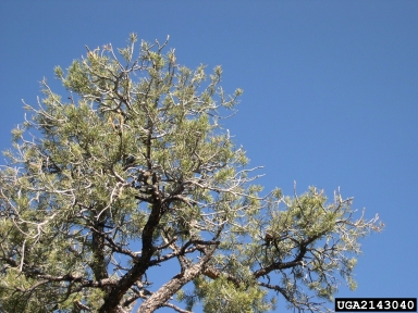 cone worms (Dioryctria spp. ) on singleleaf pinyon (Pinus monophylla ) - 2143040