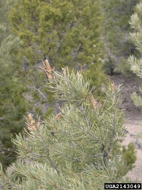 cone worms (Dioryctria spp. ) on singleleaf pinyon (Pinus monophylla ) - 2143049