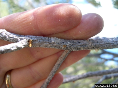 cedar bark beetles (Phloeosinus spp. ) on singleleaf pinyon (Pinus monophylla ) - 2143056