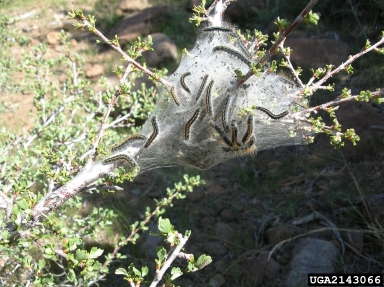 western tent caterpillar (Malacosoma californicum ) on antelope bitterbrush (Purshia tridentata ) - 2143066