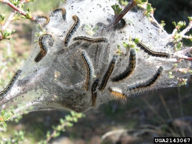 western tent caterpillar (Malacosoma californicum ) on antelope bitterbrush (Purshia tridentata ) - 2143067