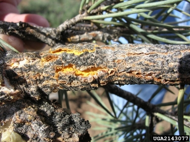 pinyon blister rust (Cronartium occidentale ) on singleleaf pinyon (Pinus monophylla ) - 2143077