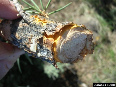 pinyon blister rust (Cronartium occidentale ) on singleleaf pinyon (Pinus monophylla ) - 2143088