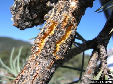 pinyon blister rust (Cronartium occidentale ) on singleleaf pinyon (Pinus monophylla ) - 2143090