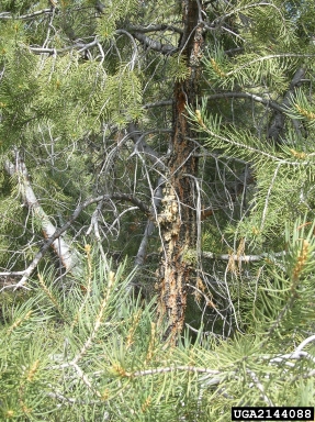cone worms (Dioryctria spp. ) on singleleaf pinyon (Pinus monophylla ) - 2144088