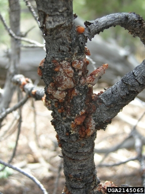 pinyon blister rust (Cronartium occidentale ) on singleleaf pinyon (Pinus monophylla ) - 2145065