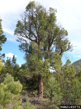 pinyon blister rust (Cronartium occidentale ) on singleleaf pinyon (Pinus monophylla ) - 2145072