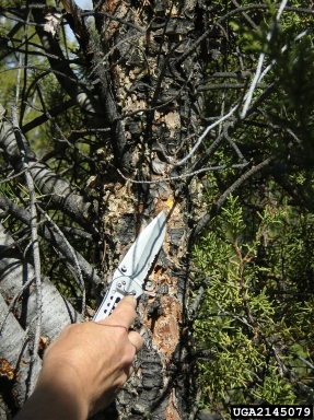 pinyon blister rust (Cronartium occidentale ) on singleleaf pinyon (Pinus monophylla ) - 2145079