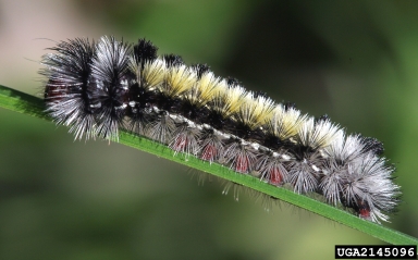 ctenuchid moth, Ctenucha virginica  (Lepidoptera: Arctiidae) - 2145096