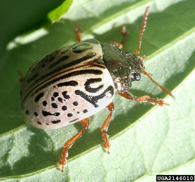 dogwood calligrapha beetle, Calligrapha philadelphica  (Coleoptera: Chrysomelidae) - 2146010