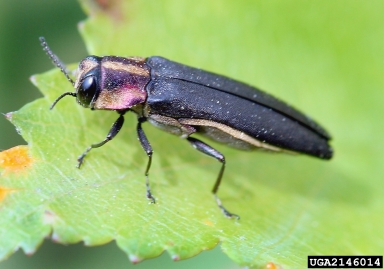 hawthorn root borer, Agrilus vittaticollis  (Coleoptera: Buprestidae) - 2146014