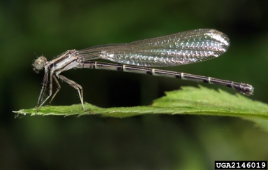 dragonflies and damselflies,    (Odonata: ) - 2146019