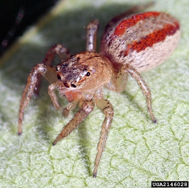 jumping spider, Maevia spp.  (Araneae: Salticidae) - 2146028