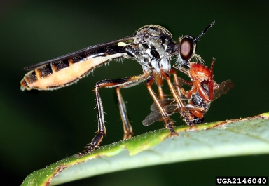 robber flies, Dioctria spp.  (Diptera: Asilidae) - 2146040