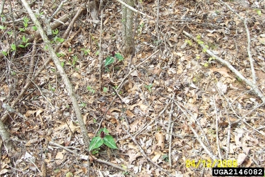 lonbract wakerobin, Trillium underwoodii  (Liliales: Liliaceae) - 2146082