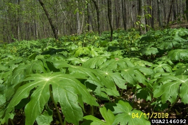 mayapple, Podophyllum peltatum  (Ranunculales: Berberidaceae) - 2146092