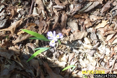 dwarf violet iris, Iris verna  (Liliales: Iridaceae) - 2147004