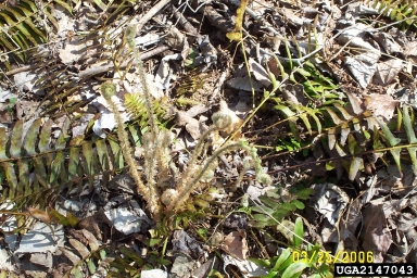 Christmas fern, Polystichum acrostichoides  (Polypodiales: Dryopteridaceae) - 2147043