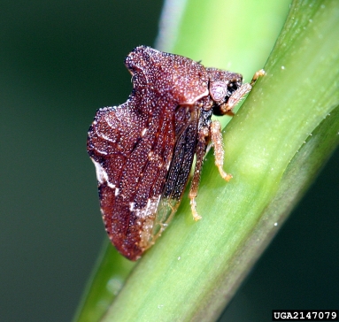 treehoppers,    (Hemiptera: Membracidae) - 2147079