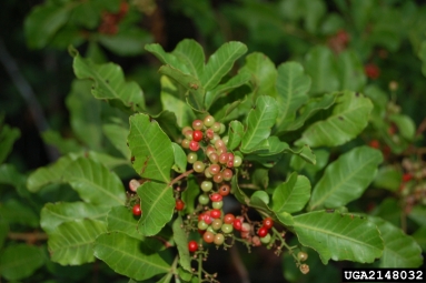 Brazilian peppertree, Schinus terebinthifolius  (Sapindales: Anacardiaceae) - 2148032