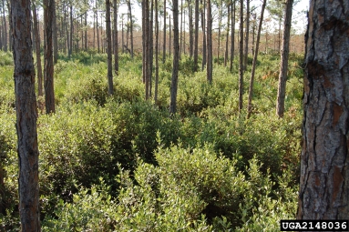 rose myrtle, Rhodomyrtus tomentosa  (Myrtales: Myrtaceae) - 2148036