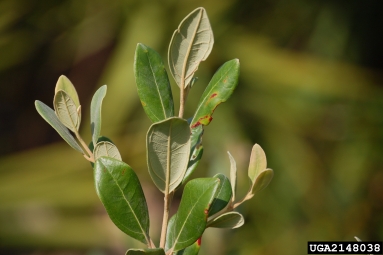 rose myrtle, Rhodomyrtus tomentosa  (Myrtales: Myrtaceae) - 2148038