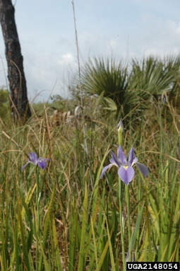 Virginia iris, Iris virginica  (Liliales: Iridaceae) - 2148054