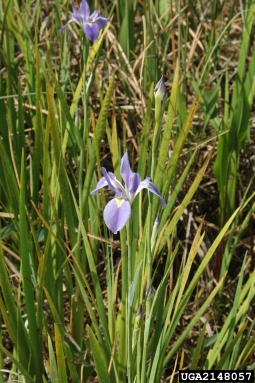 Virginia iris, Iris virginica  (Liliales: Iridaceae) - 2148057
