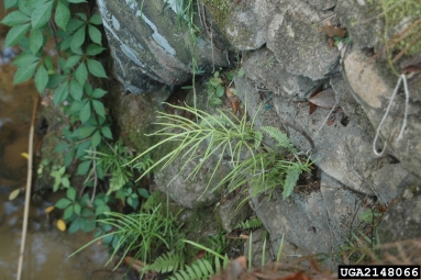 spider brake, Pteris multifida  (Polypodiales: Pteridaceae) - 2148066