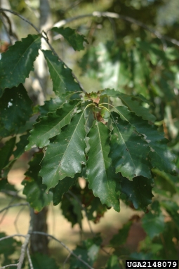dwarf chinkapin oak, Quercus prinoides  (Fagales: Fagaceae) - 2148079