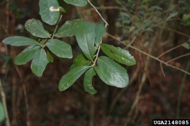 myrtle oak, Quercus myrtifolia  (Fagales: Fagaceae) - 2148085