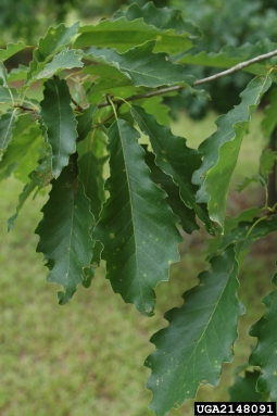 dwarf chinkapin oak, Quercus prinoides  (Fagales: Fagaceae) - 2148091
