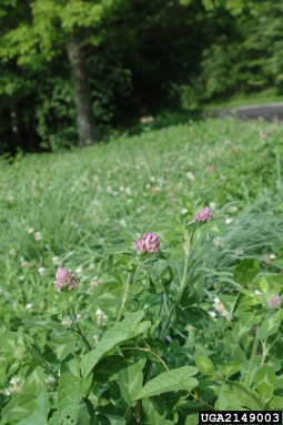 red clover, Trifolium pratense  (Fabales: Fabaceae (Leguminosae)) - 2149003