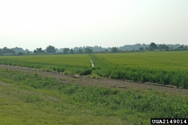 rice, Oryza sativa  (Cyperales: Poaceae) - 2149014