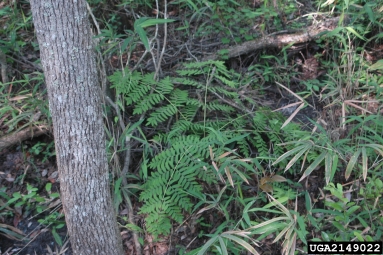 royal fern, Osmunda regalis  (Polypodiales: Osmundaceae) - 2149022