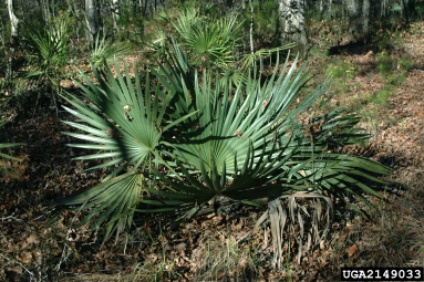 dwarf palmetto, Sabal minor  (Arecales: Arecaceae) - 2149033