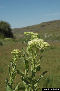 hoary cress, Lepidium draba  (Capparales: Brassicaceae) - 2149051