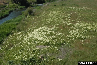 hoary cress, Lepidium draba  (Capparales: Brassicaceae) - 2149053