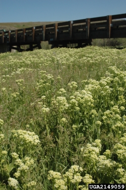 hoary cress, Lepidium draba  (Capparales: Brassicaceae) - 2149059