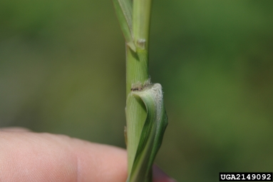 johnsongrass, Sorghum halepense  (Cyperales: Poaceae) - 2149092