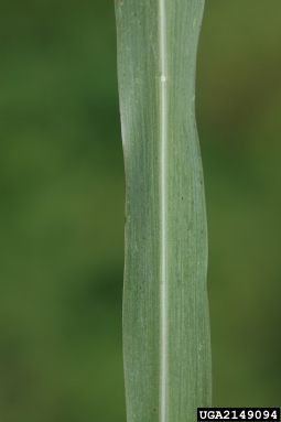 johnsongrass, Sorghum halepense  (Cyperales: Poaceae) - 2149094